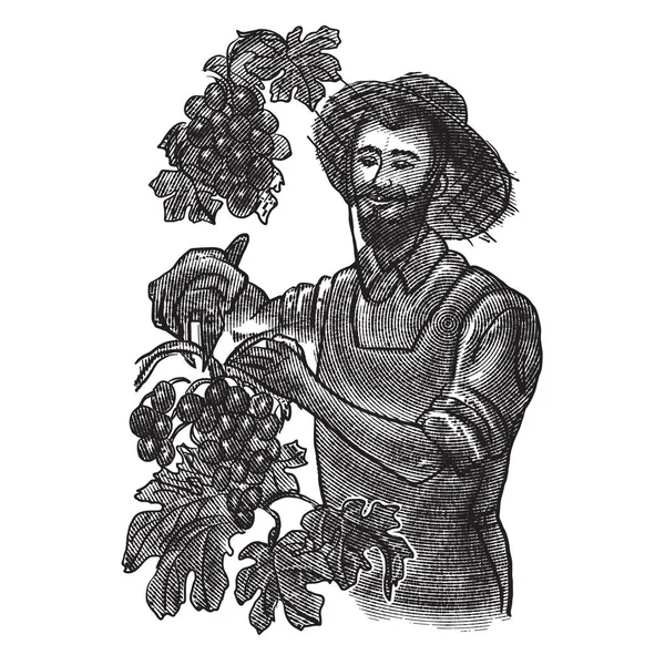 Vendanges. agriculteur cueille des raisins. illustration vectorielle vintage en style gravure — Image vectorielle
