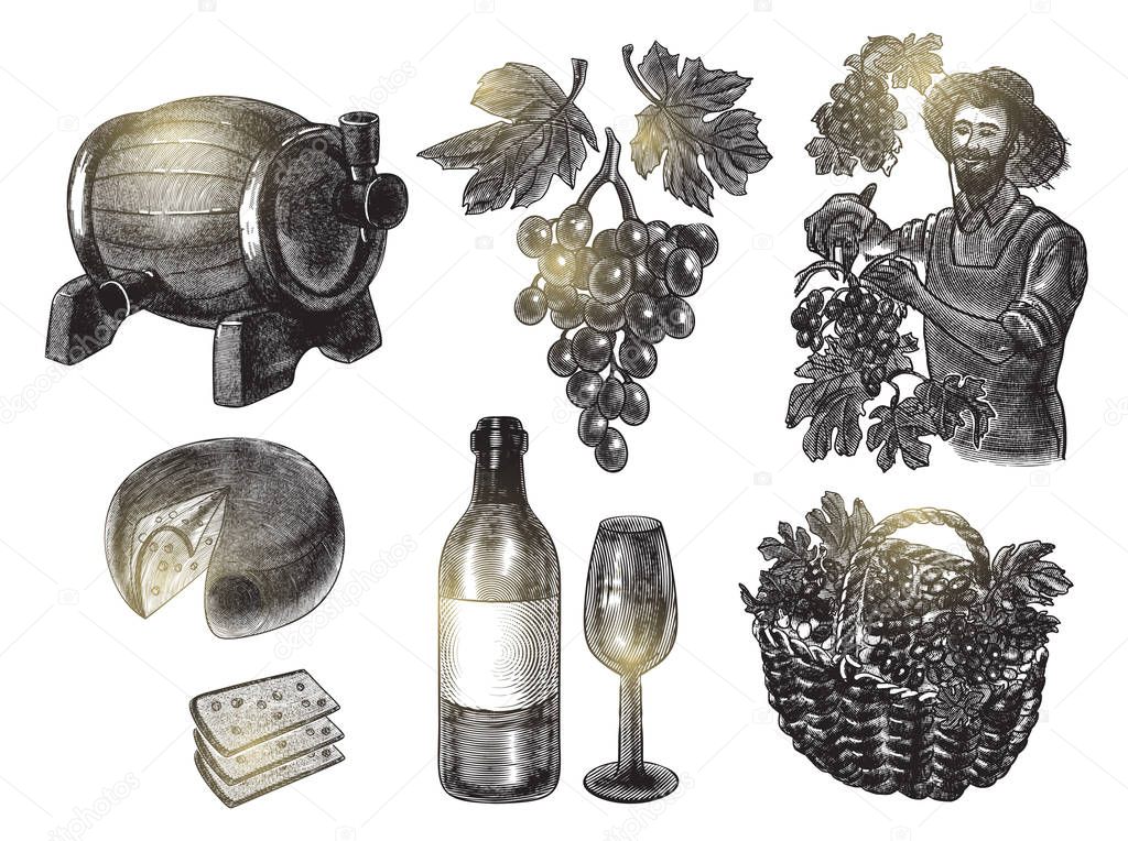 Harvest grapes set. Vector illustration in engraving style.