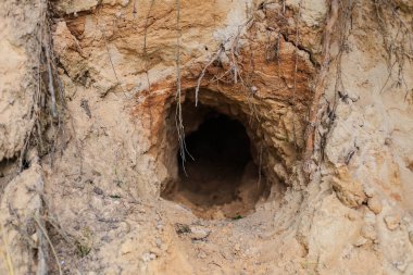 Kumlu topraklarda vahşi bir hayvanın derin oyukları