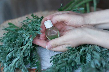 Bir demet taze mugwort (Artemisia absinthium, absinthe, absinthium, sagebrush, mugwort). İlaç fabrikası.