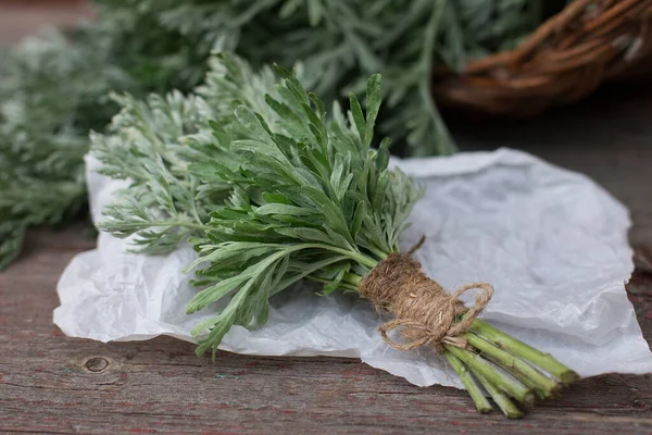 Bir demet taze mugwort (Artemisia absinthium, absinthe, absinthium, sagebrush, mugwort). İlaç fabrikası.