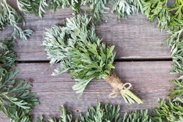 Mazzo Artemisia Fresca Artemisia Absinthium Assenzio Assenzio Sagebrush Pianta Medicinale — Foto Stock