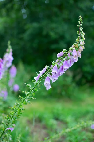 Digitalis purpurea çiçeğine (yüksükotu, yüksükotu, mor yüksükotu veya bayan eldiveni) yakın çekim yapın. Bahar ve yaz bahçesi çiçekleri