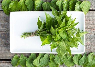 Masadaki beyaz tabakta bir grup genç ısırgan otu. Bahçe yaprakları ısırgan otu çayı için, çorba için, ten için, saç için