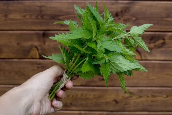 Young Woman Holds Bunch Nettles Her Hands Nettle Leaves Garden Stock Picture