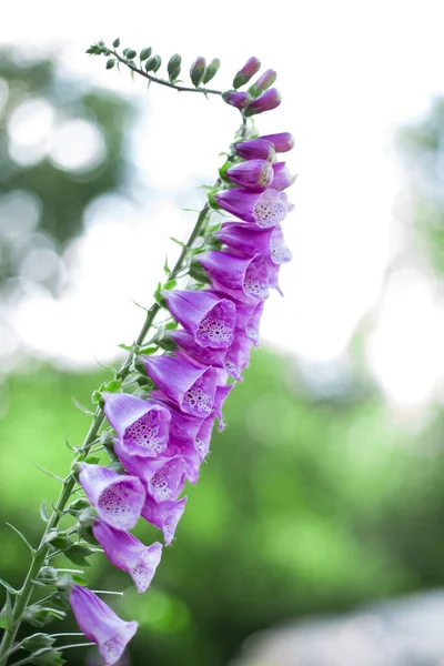 디지털 Foxglove Common Foxglove Purple Foxglove Ladys 정원의 해바라기 — 스톡 사진