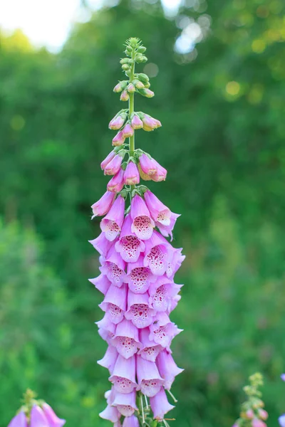 디지털 Foxglove Common Foxglove Purple Foxglove Ladys 정원의 해바라기 — 스톡 사진