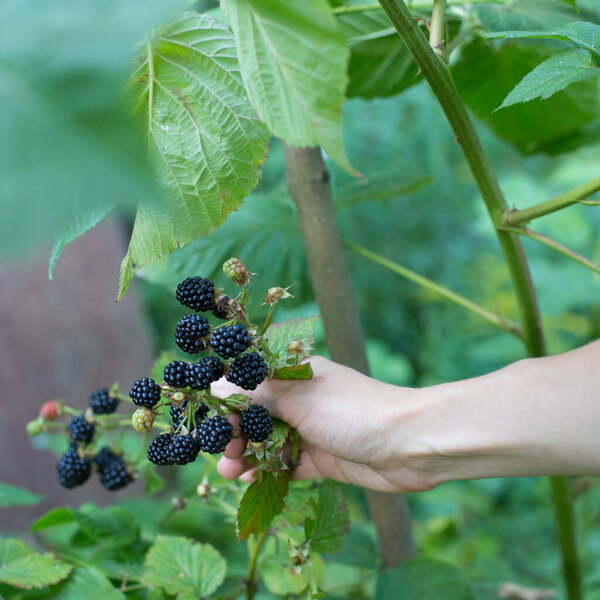 blackberry bush, the concept of eco friendly food