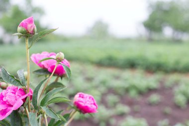Yağmurlu bir günde bahçede şakayık çalısı. Seçici odak