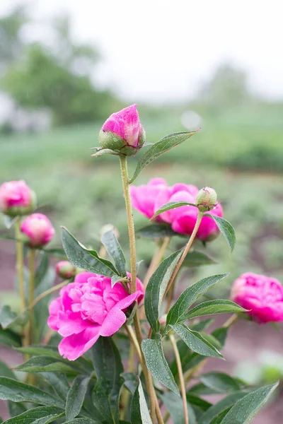 Pfingstrose Garten Einem Regnerischen Tag Selektiver Fokus — Stockfoto