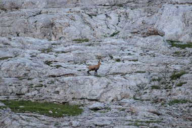 Bebek chamois dağlarda