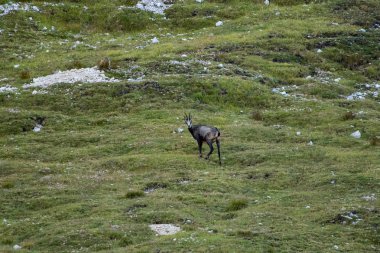 Chamois ve kamera doğru seyir çıplak kadın