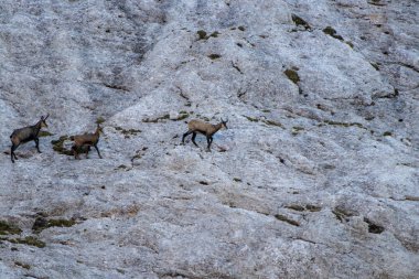 Üç Chamois dağlarda tırmanma
