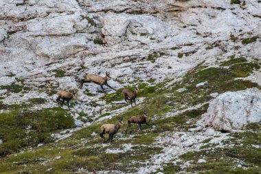 Chamois çalışan sürüsü