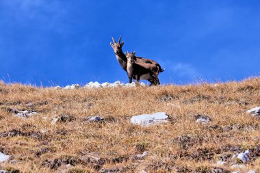 kameraya bakarak iki ibexes