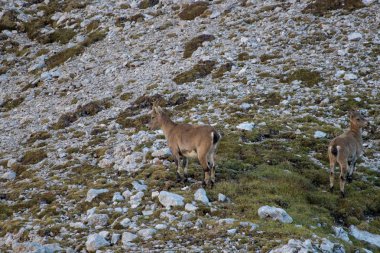 alp dağ keçisi kadın ve Genç yavrusu