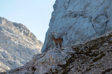 dağlarda genç dağ keçisi