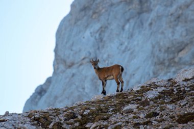 kameraya bakarak genç dağ keçisi