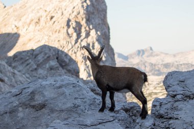 Küçük dağ keçisi mesafe seyir