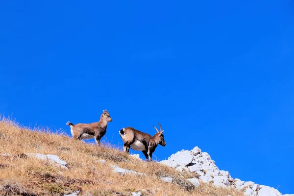 Deux Ibexes Sommet — Photo