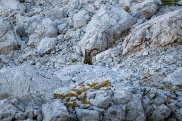 Steenbok Alleen Duwen Zijn Hoofd — Stockfoto