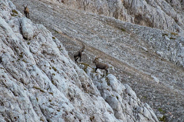 Zwei Steinböcke Kämpfen Den Bergen — Stockfoto