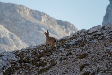 çekip küçük alp dağ keçisi