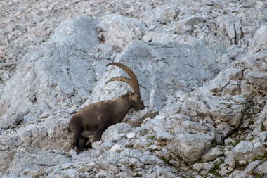 yokuş yukarı yürüyüş eski alp dağ keçisi