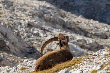kendini tırmalamak büyük gurur alp dağ keçisi