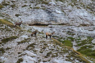 dağlarda Chamois sürüsü