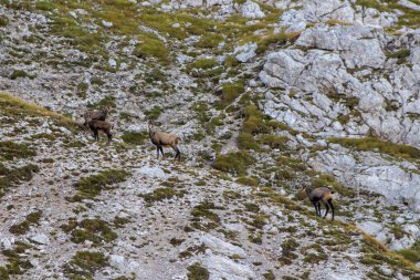 Chamois dağda otlayan hayvan sürüsü