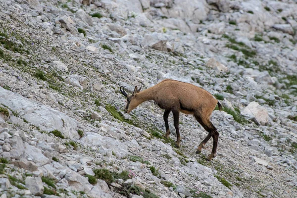 Beautiful Chamois Grazing Mountains — Stock Photo, Image