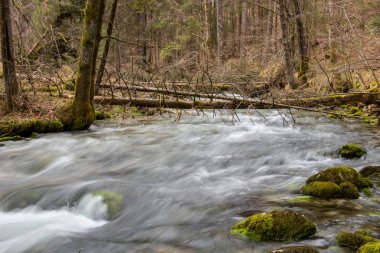 akışı düşen ağaçlar ile