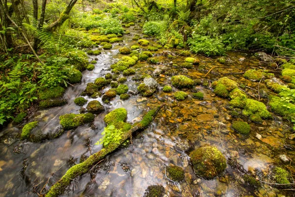 Small Stream Kamnika Bistrica Valley — Stock Photo, Image