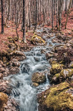 sonbahar güzel renk stream