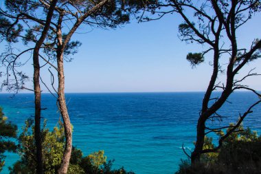 arka plan deniz ağaçlarda