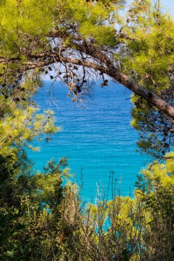 arka plan deniz yeşil bitkilerde