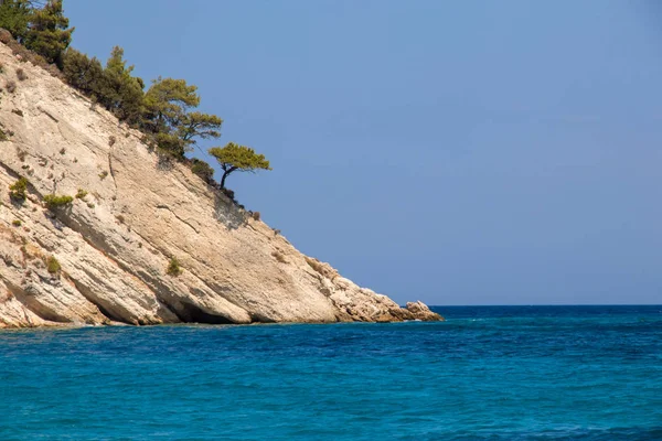 Trees Growing Rocks Ocean — Stock Photo, Image