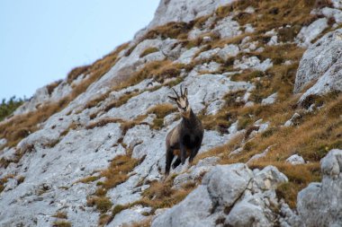 düz kamera bakarak Chamois