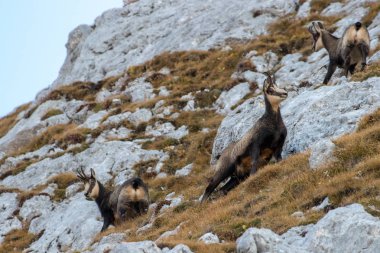Her tarafa bakarak Chamois bir sürüsü