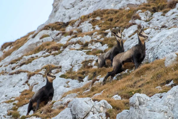 dağlarda Chamois bir sürüsü