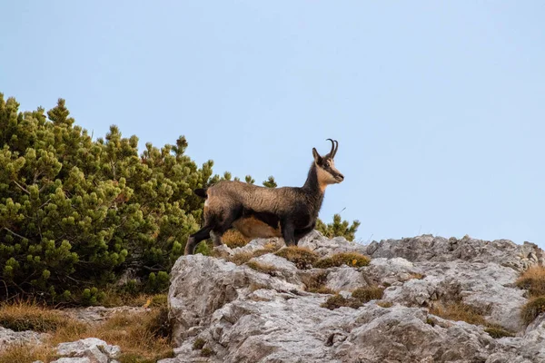 bir kaya üzerinde ayakta Chamois