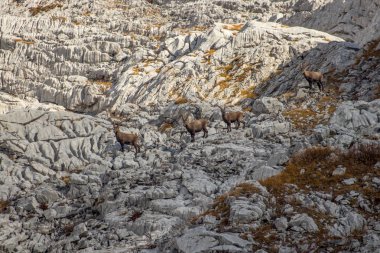 Alpine Ibex kamera doğru bakıyor bir sürüsü