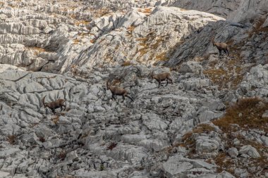 Triglav Milli Parkında Alpin Ibex bir sürüsü