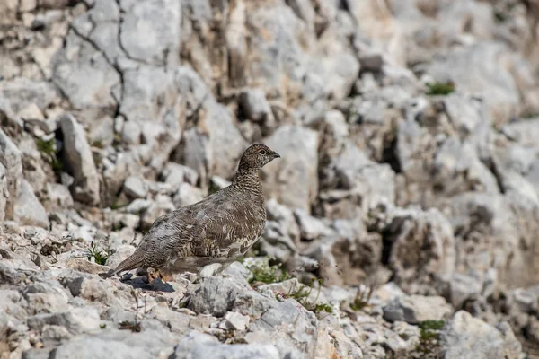 Rock Ptarmigan Rots Close — Stockfoto