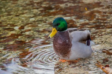 güzel ördek suya bakıyor