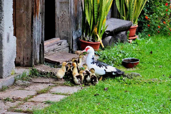 Ganso Com Pequenos Ganso Muito Fofo — Fotografia de Stock