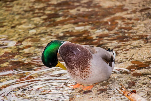 Ente Zerkratzt Ihren Körper — Stockfoto