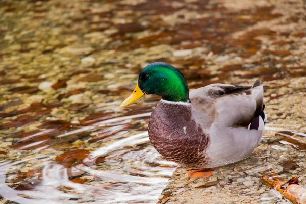 Hübsche Ente Starrt Ins Wasser — Stockfoto