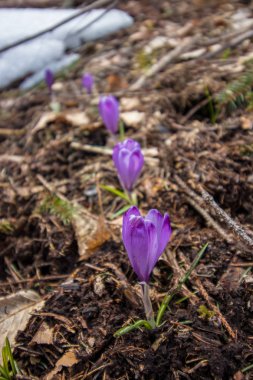 ormanda Crocus hattı